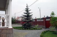 Посадка голубой ели высотой 8 м