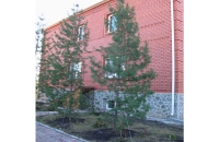 Посадка кедров высотой 8 м с помощью спецтехники