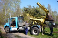 Посадка туи пересадчиком деревьев