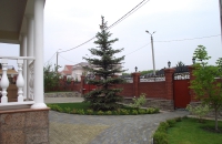 Посадка голубой ели высотой 8 м